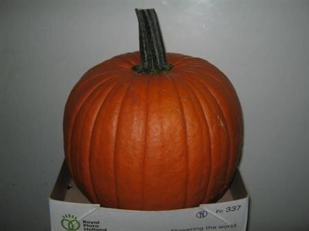 Sier Cuc P Maxima Halloween X1