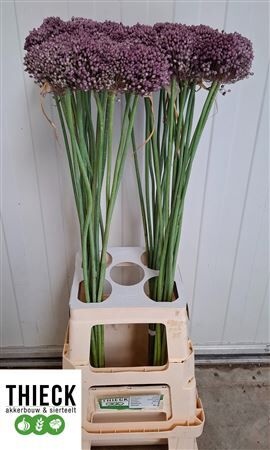Allium Pink Lady