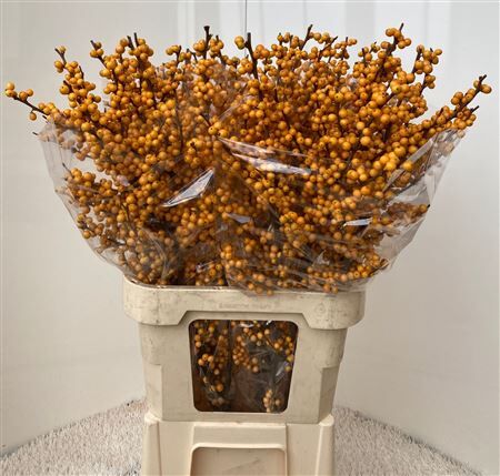 Ilex Ve Golden Verboom