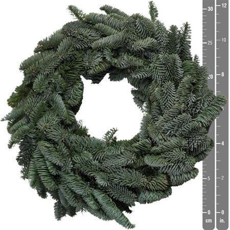 Wr Nobilis Half 30cm