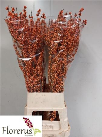 Ilex Ve Winter Gold