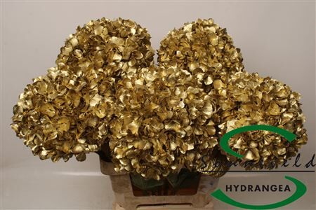 Hydr Ov Klbh Goud