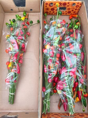 Capsicum Tak