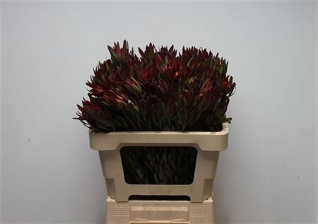 Leucad Salignum Blush Spray