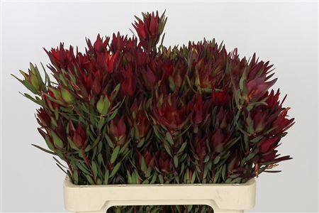 Leucad Salignum Blush Spray