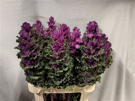 Brassica Crane Ruffle Red