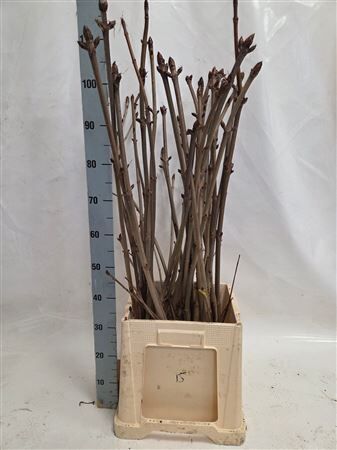 Aesculus Hippoc Tak