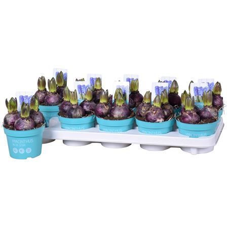 Hya A Stda Blue Star Diamond 3pp