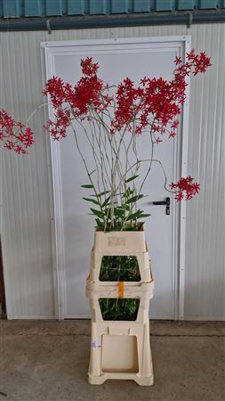 Epidendrum Xl