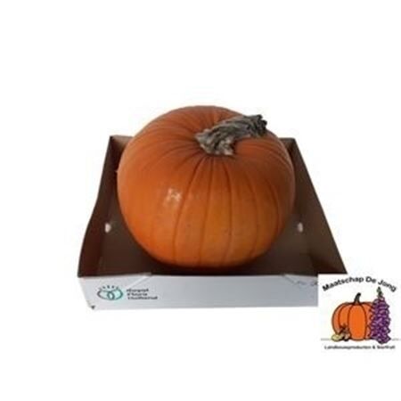 Sier Cuc P Maxima Halloween X1 Extra