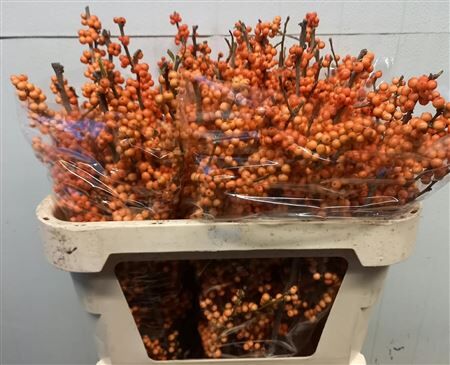 Ilex Ve Winter Gold