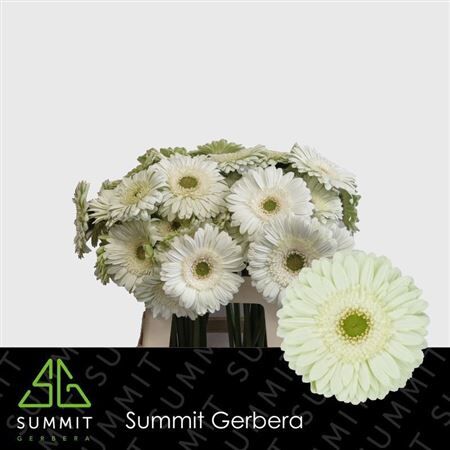 Ge Gr Mint