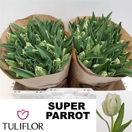 Tu Pa Super Parrot