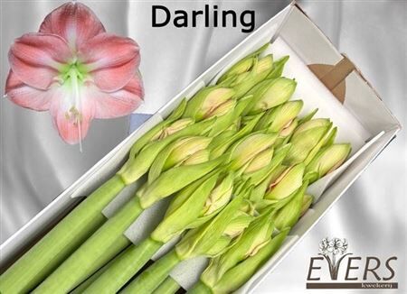 Hipp Ga Darling