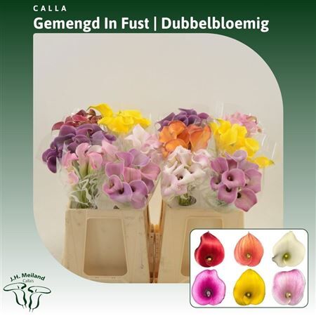 Zant Gem In Fust