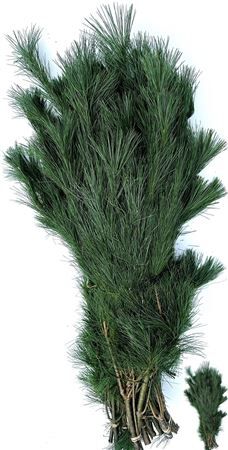Pinus Strobus Bs