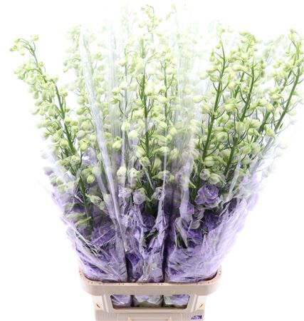 Delph Du Devo Lavender Love