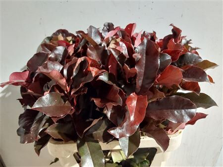 Photinia X F Purple Peter
