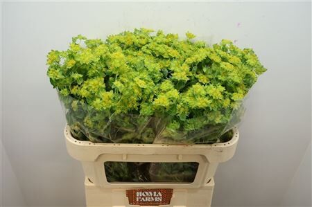 Bupleurum Rotundifolium