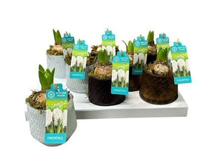 Hya A Stda Autumn Glass