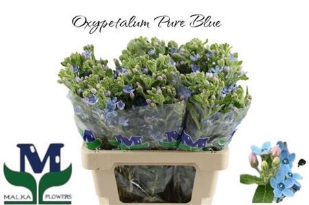 Oxypetalum Co Tan Pure Blue