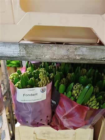 Hyac Fondant