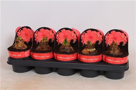 Hipp Double Coral Star 2 Knop