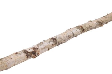 Birch Stem 6-8cm L240