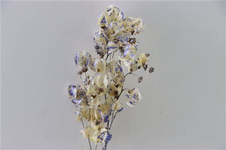 Dried Artz Bougainvillea Matisse Bunch Slv