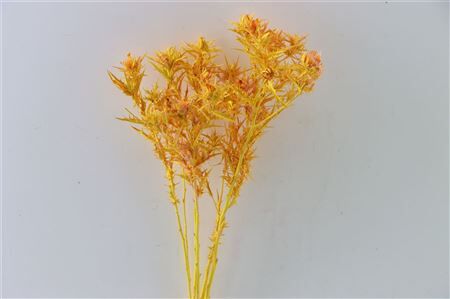 Dried Artz Cardi Gaugain Bunch Slv