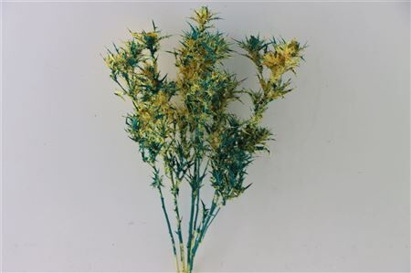 Dried Artz Cardi Van Gogh Bunch Slv