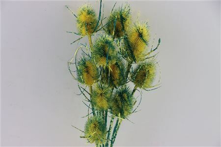 Dried Artz Cardistella Van Gogh Bunch