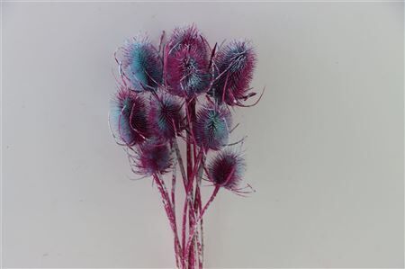 Dried Artz Cardistella Rubens Bunch