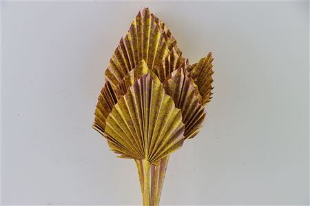 Dried Artz Palm Spear 10pc Gaugain Bunch