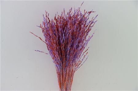 Dried Artz Rice Grass Mondriaan Bunch Slv