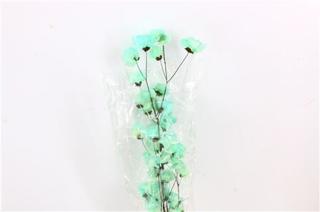 Dried Bougainvillea 55cm Turquoise Bunch