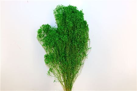 Dried Broom Bloom Green Bunch