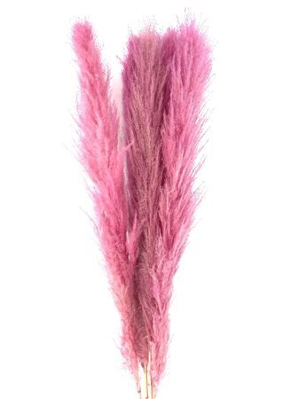 Dried Cortaderia Lao Grass Bleached L Pink P Stem