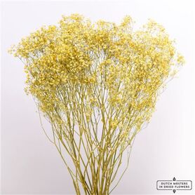 Dried Gyps Yellow Extra Bunch