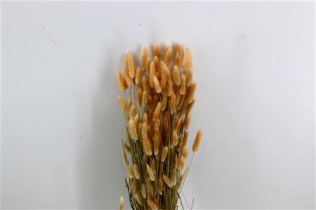 Dried Lagurus Natural Bunch 200gram