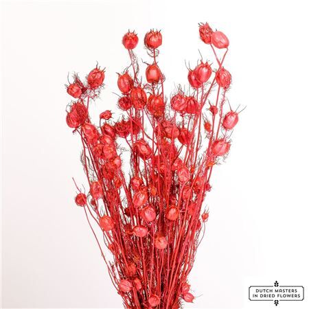 Dried Nigella Cerise Bunch