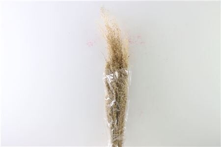 Dried Munni Grass Natural Bunch Slv