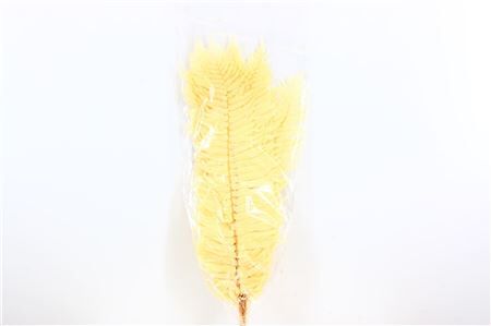 Pres Sword Fern 20pc Bleached Bunch