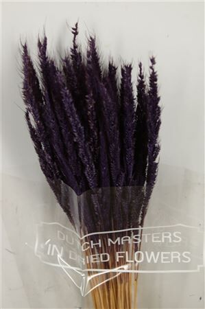 Dried Pinion Grass Purple Bunch