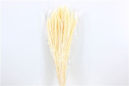 Dried Setaria Italica Bleached Bunch