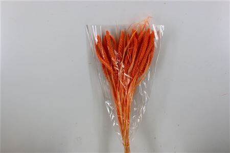 Dried Setaria Italica Salmon Bunch