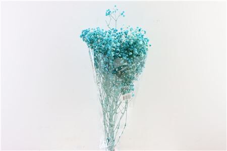 Pres Gyps Blue Bunch Slv