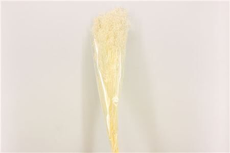 Pres Gyps Bleached Bunch Slv