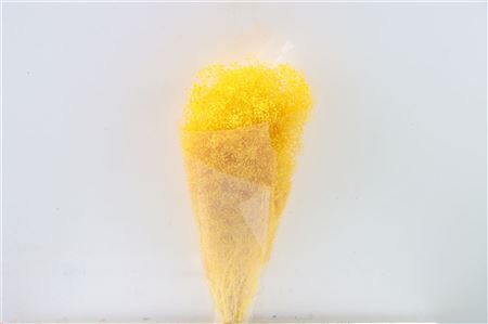 Pres Gyps Mini L Yellow Bunch
