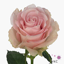 R Gr Bisou@